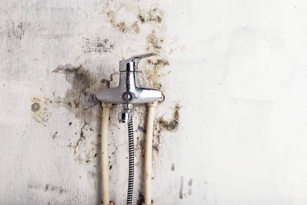 Best Best Mold Removal Companies  in Ardmore, AL