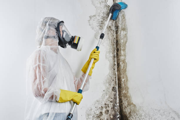 Best Professional Mold Removal  in Ardmore, AL