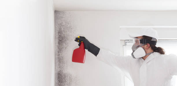 Best Fast Mold Removal  in Ardmore, AL