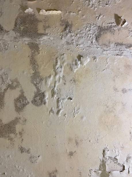 Best Local Mold Removal Service  in Ardmore, AL