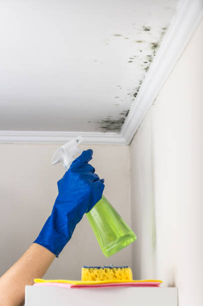 Best Toxic Mold Removal  in Ardmore, AL