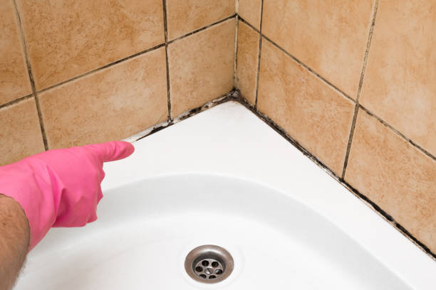 Home Mold Removal in Ardmore, AL