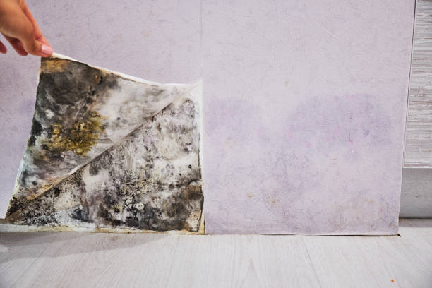 Best Residential Mold Removal  in Ardmore, AL